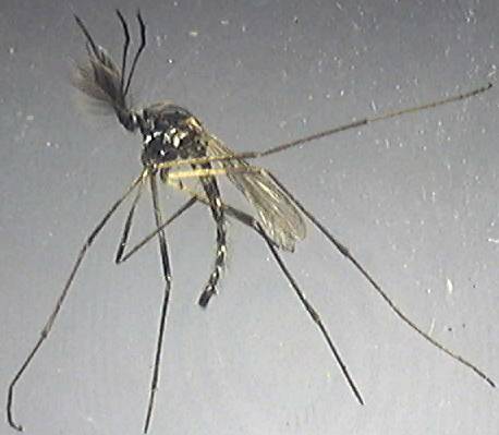 Aedes geniculatus